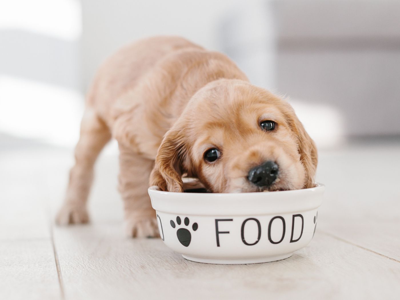 Feeding your puppy for the best start in life