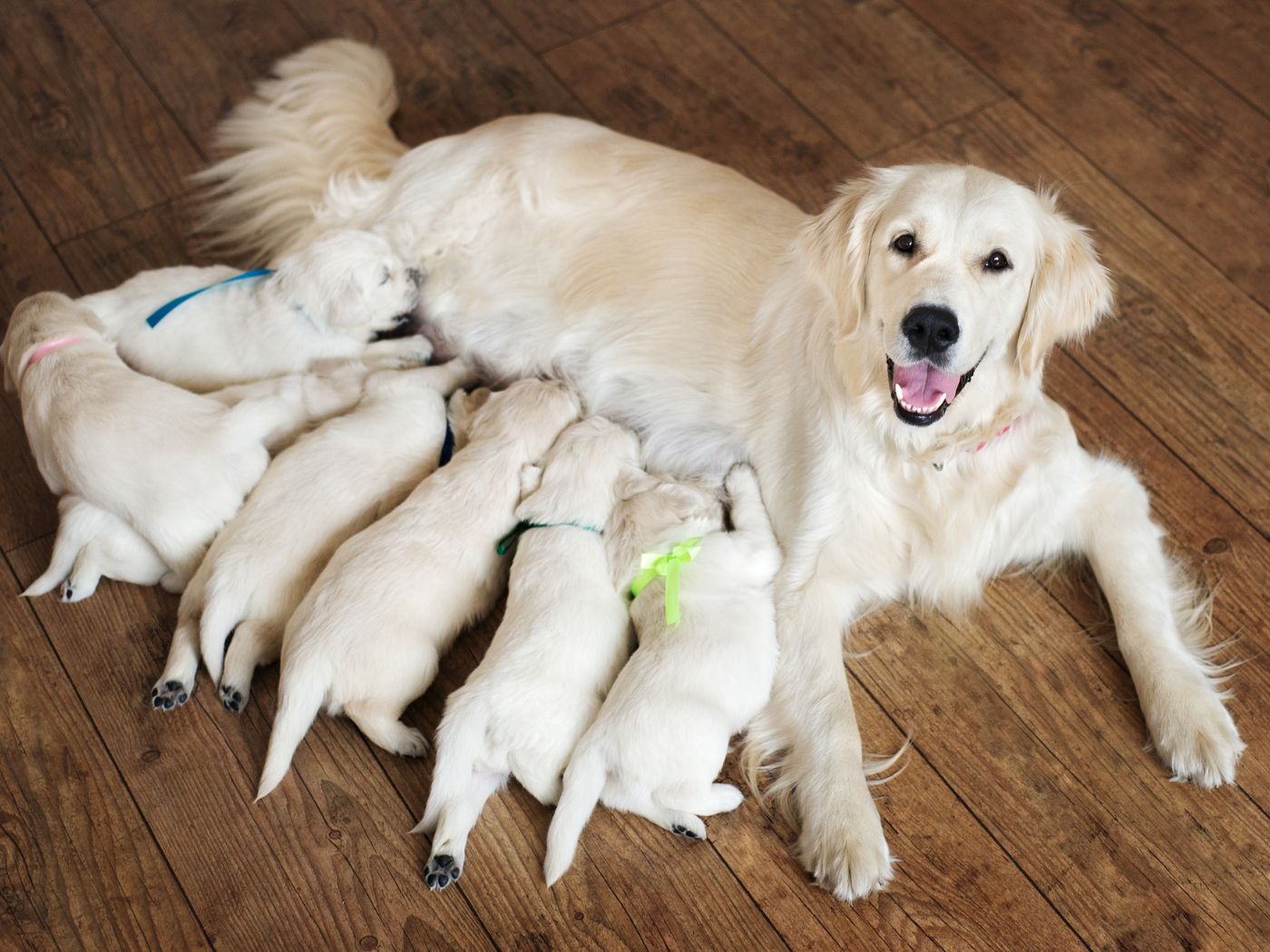 Feeding Pregnant and Lactating Dogs