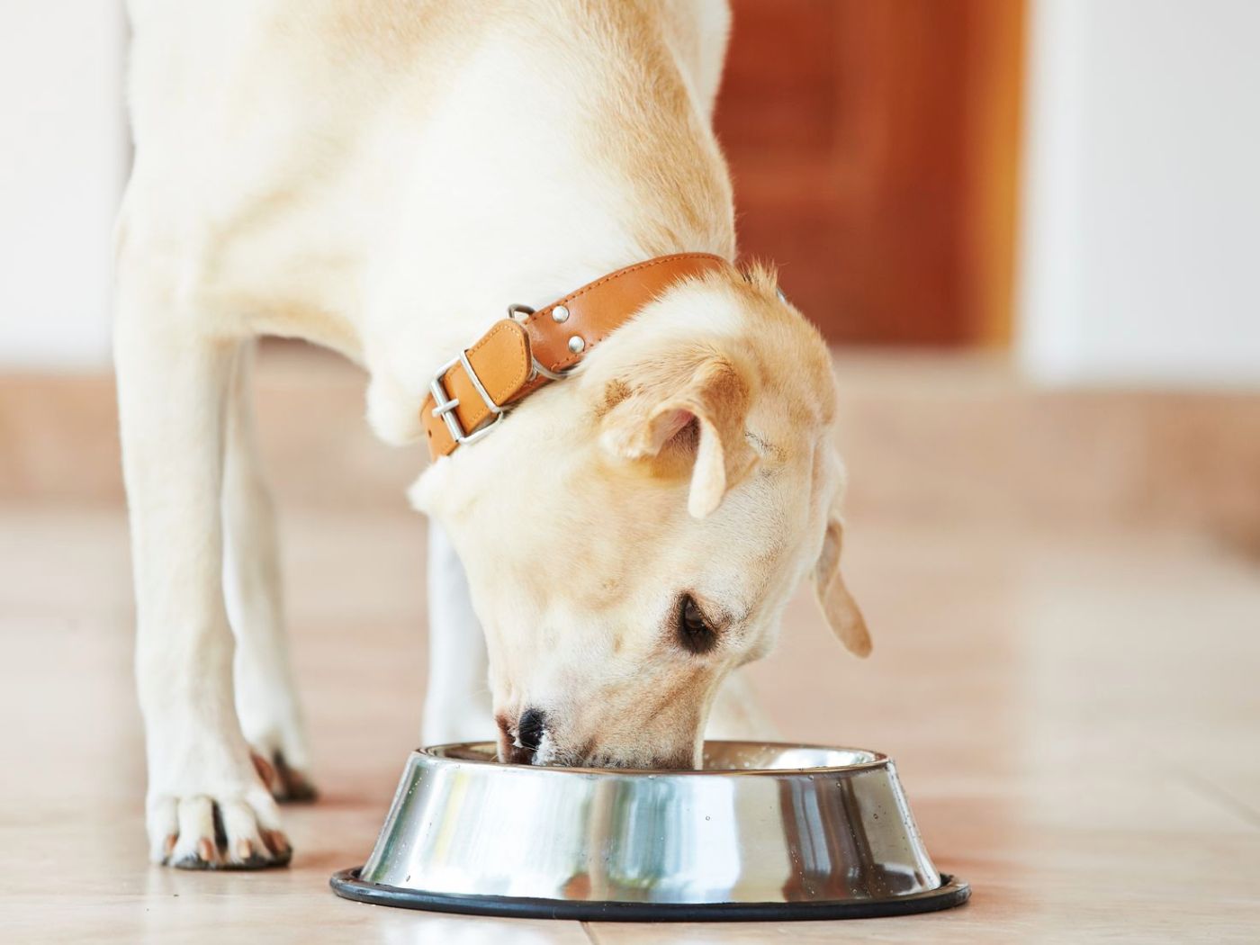 How much should I feed my dog?