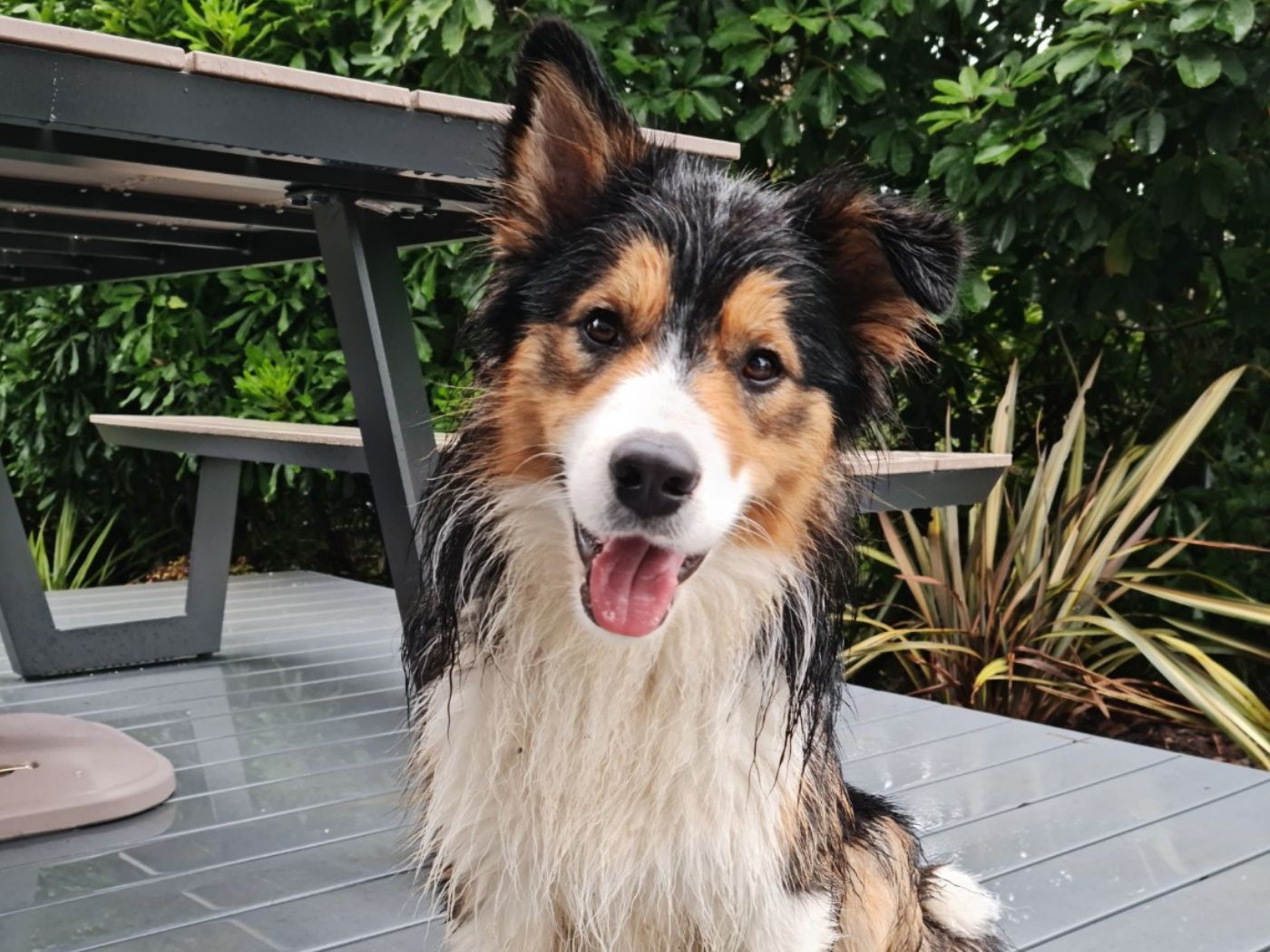 Getting your dog through a cyclone!