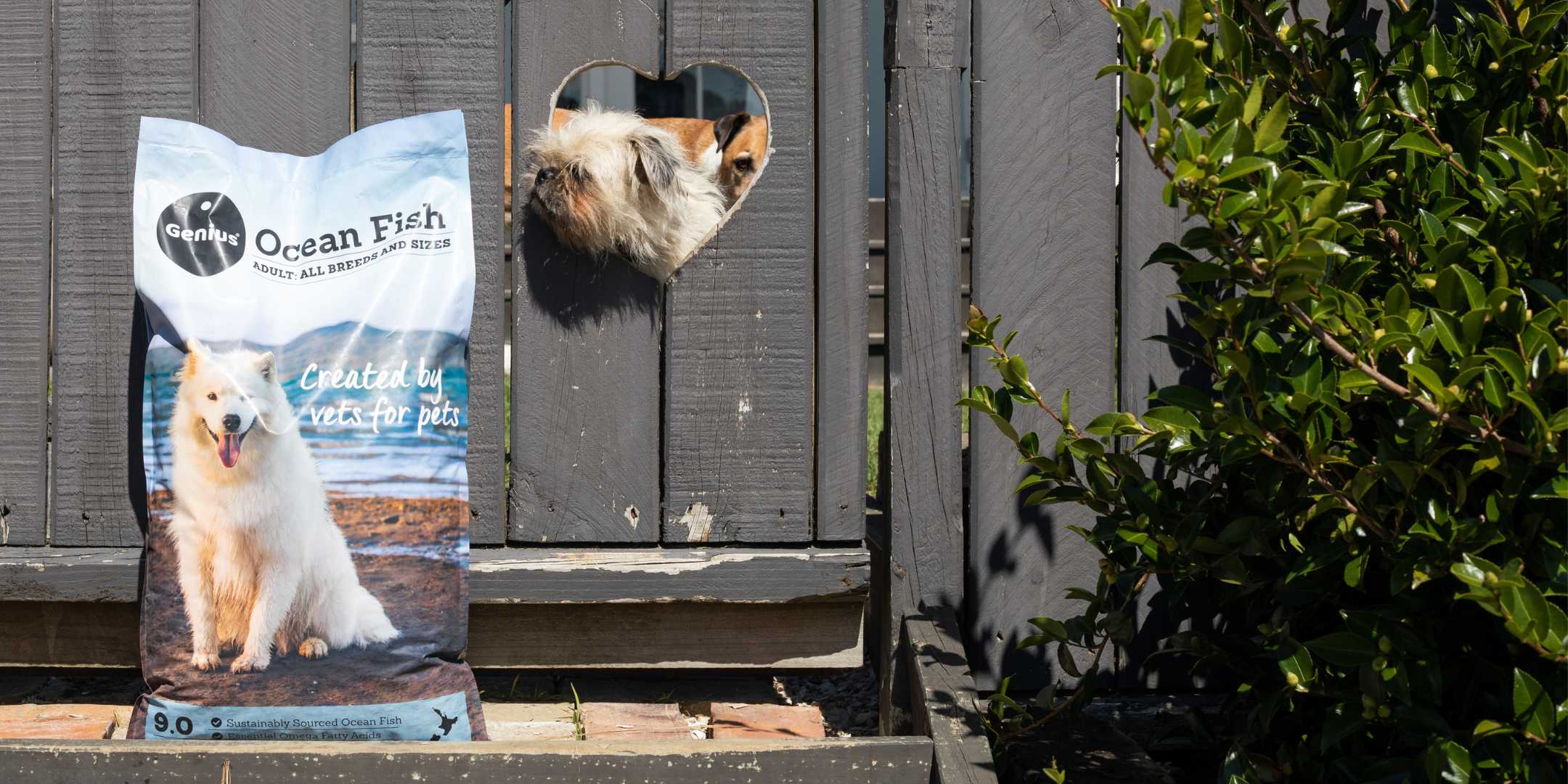 Bag of dog food delivered on subscription to gate with a dog poking his head through