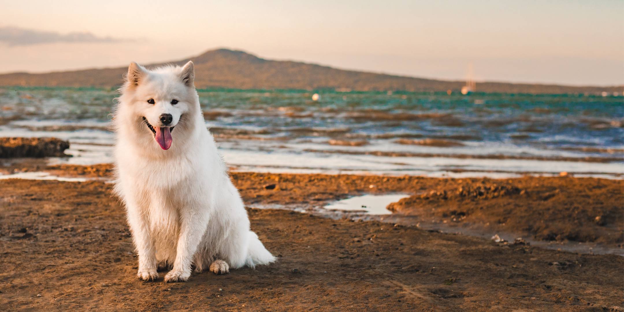 New Zealand made dog food cover dog Duffy the Fluffy at Takapuna Beach