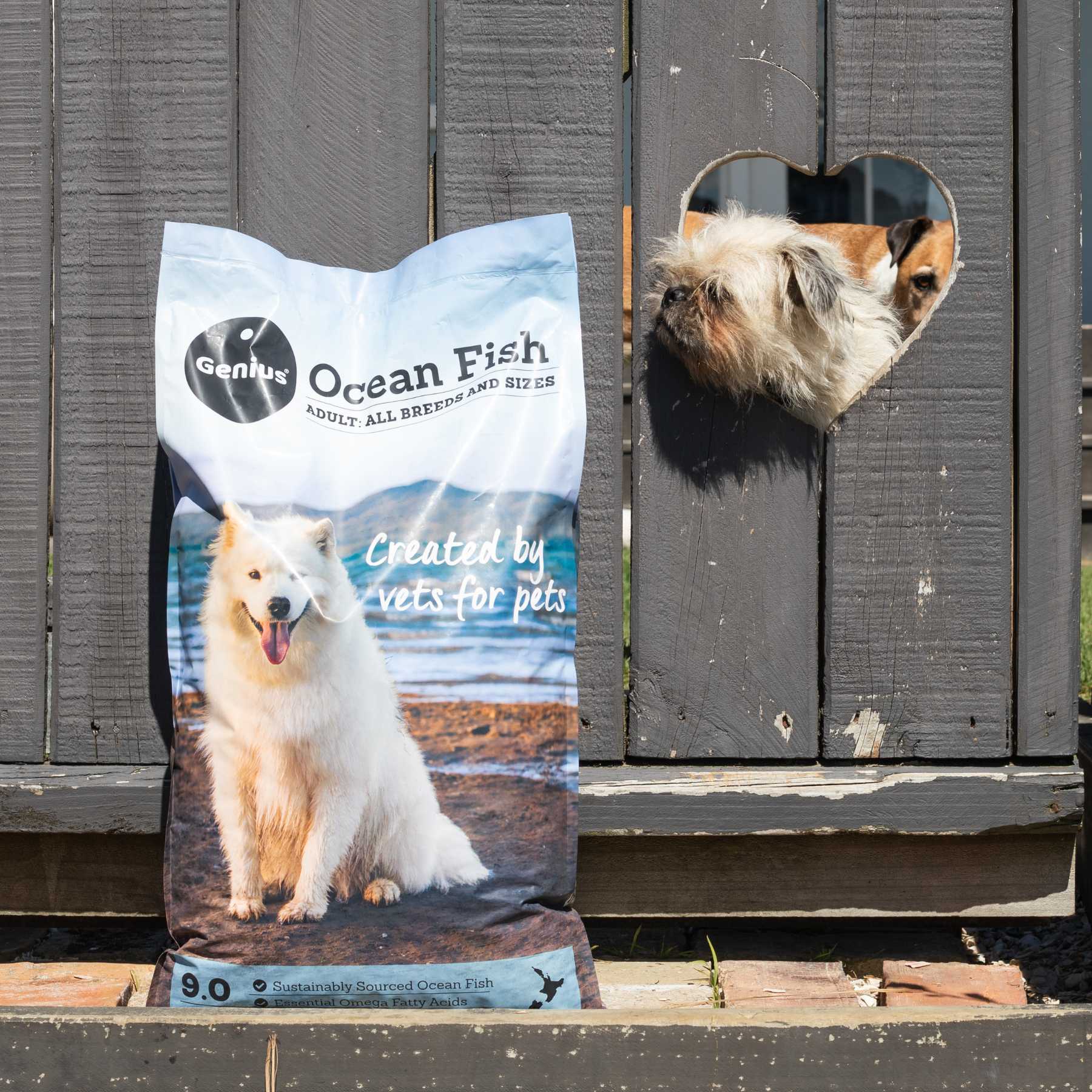 Bag of New Zealand dog food Genius standing by grey fence with dog poking his head through