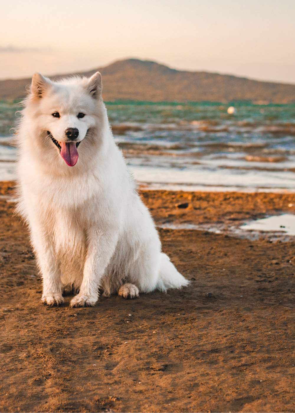 NZ made dog food cover dog Duffy the Fluffy at Takapuna Beach