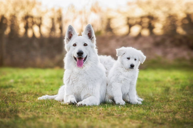 What is an All Life Stages dog food?