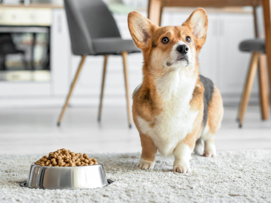 How to get your fussy dog to eat their food. Part two.