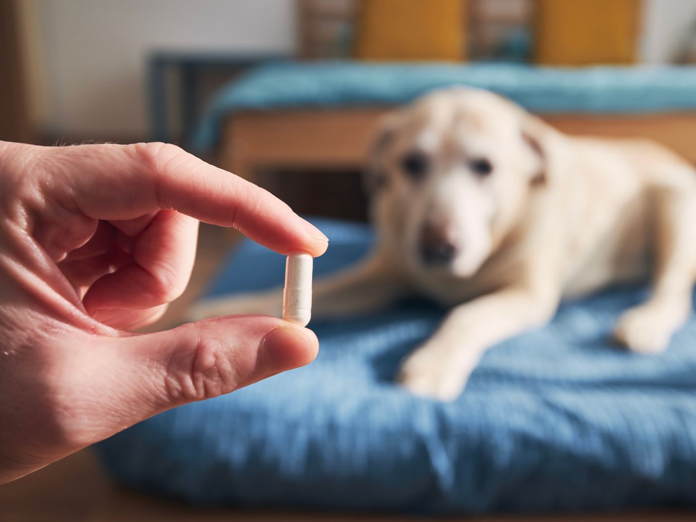 Picture of a Golden Labrador being given a pill containing glucosamine and chondroitin