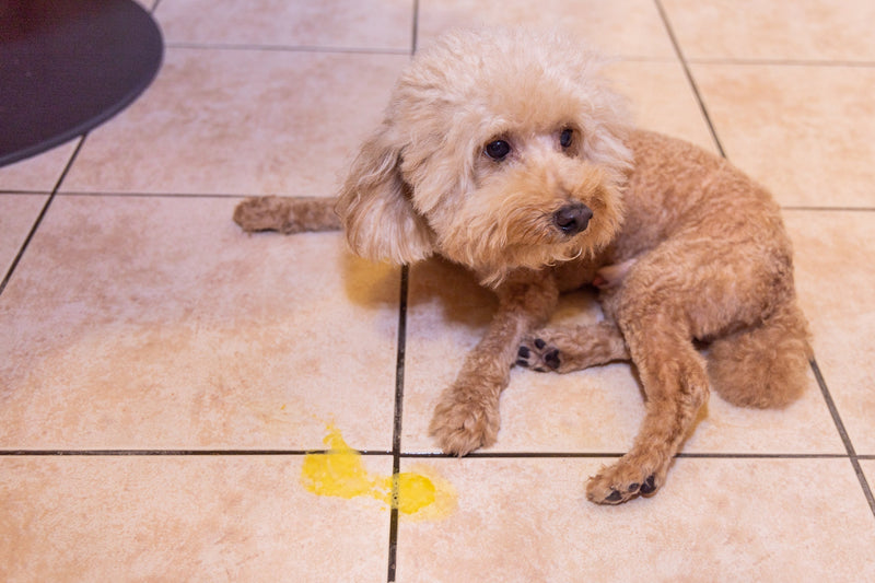 The hunger pukes: why your dog vomits yellow bile in the morning