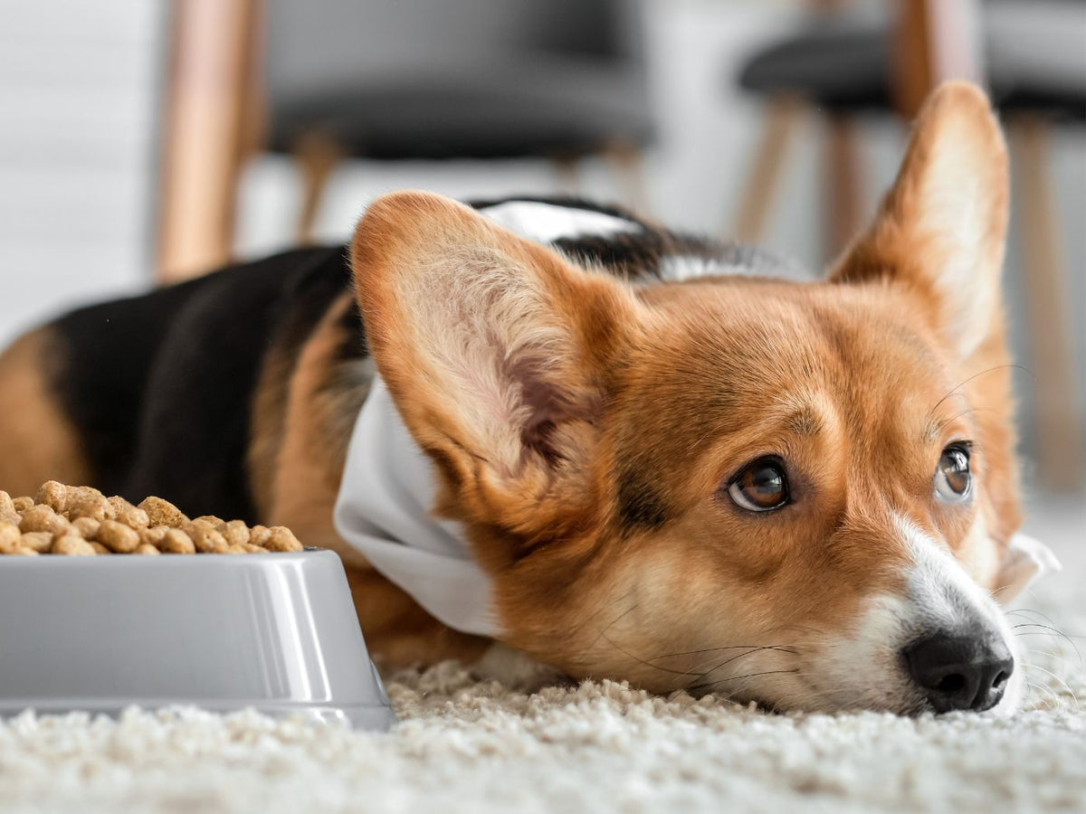 Dog suddenly top picky about food