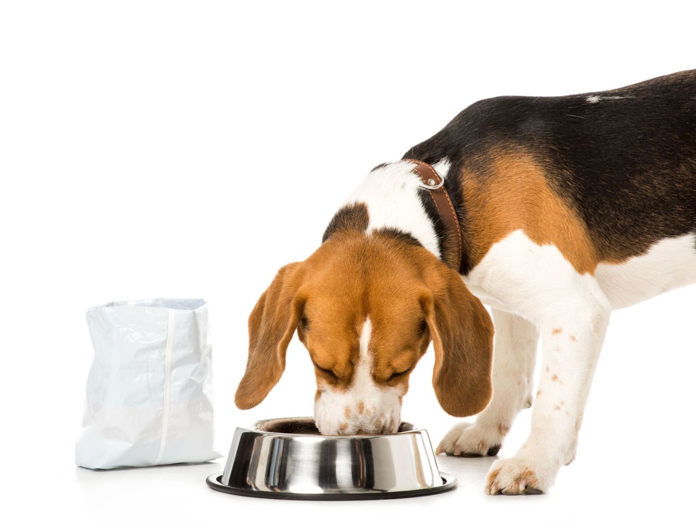 Beagle eating dog food that has been safely stored in original packaging