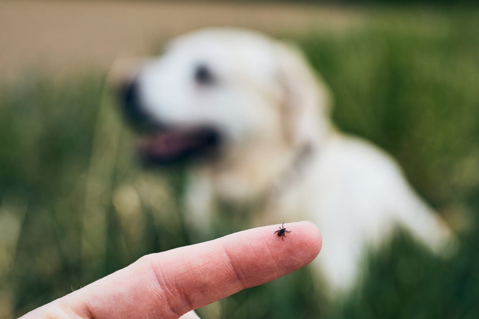 Tick on a human finger with dog in background