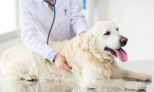 Golden Retriever being examined by a veterinarian using a stethoscope - heart health and diet-associated DCM in dogs