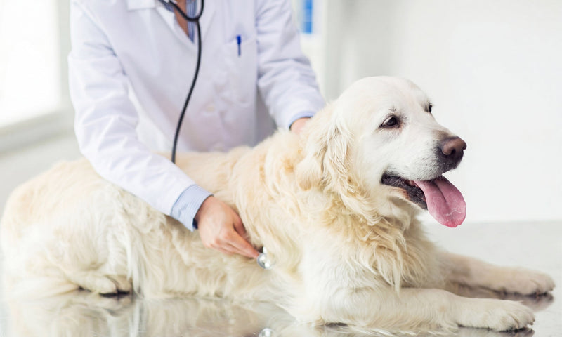 Should I Feed My Dog a Grain-Free Food?