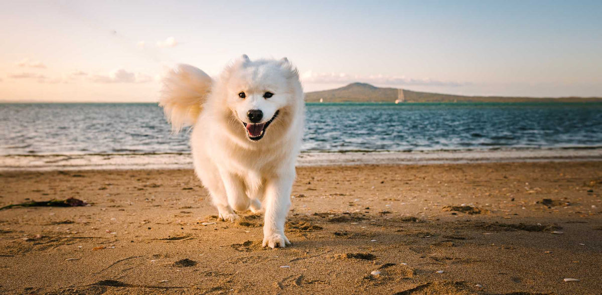 How to get your fussy dog to eat their food. Part two.