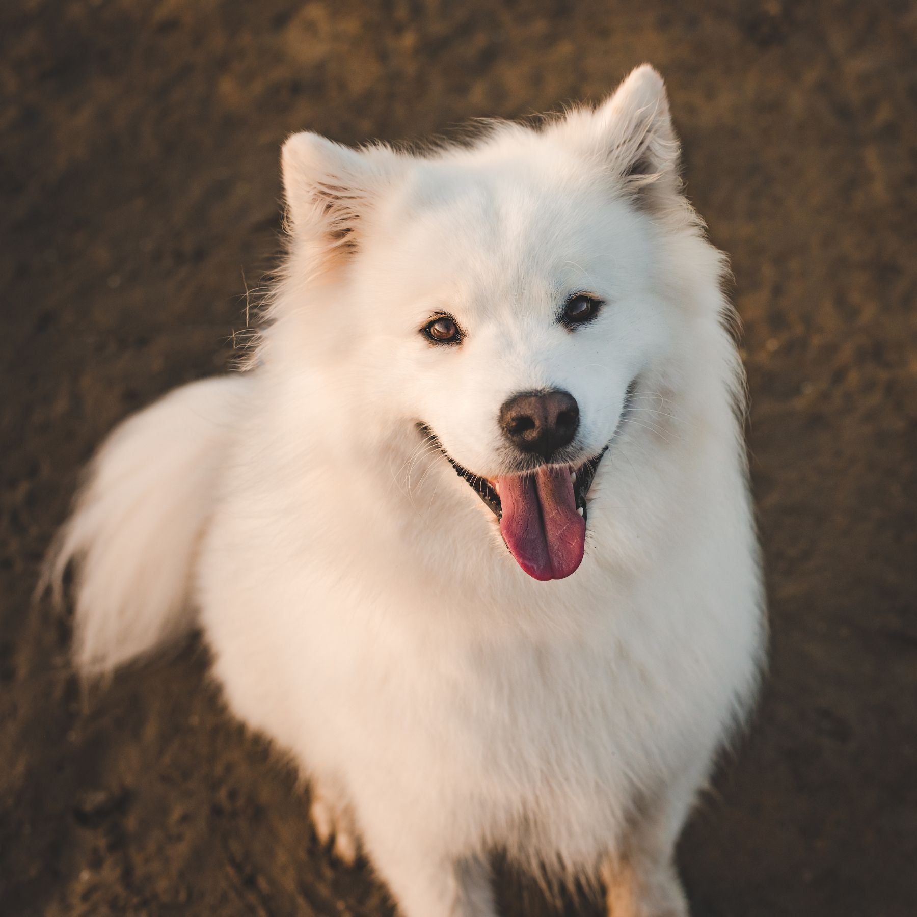 Duffy the Fluffy a white Samoyd who is the cover model for Genius Pet Food