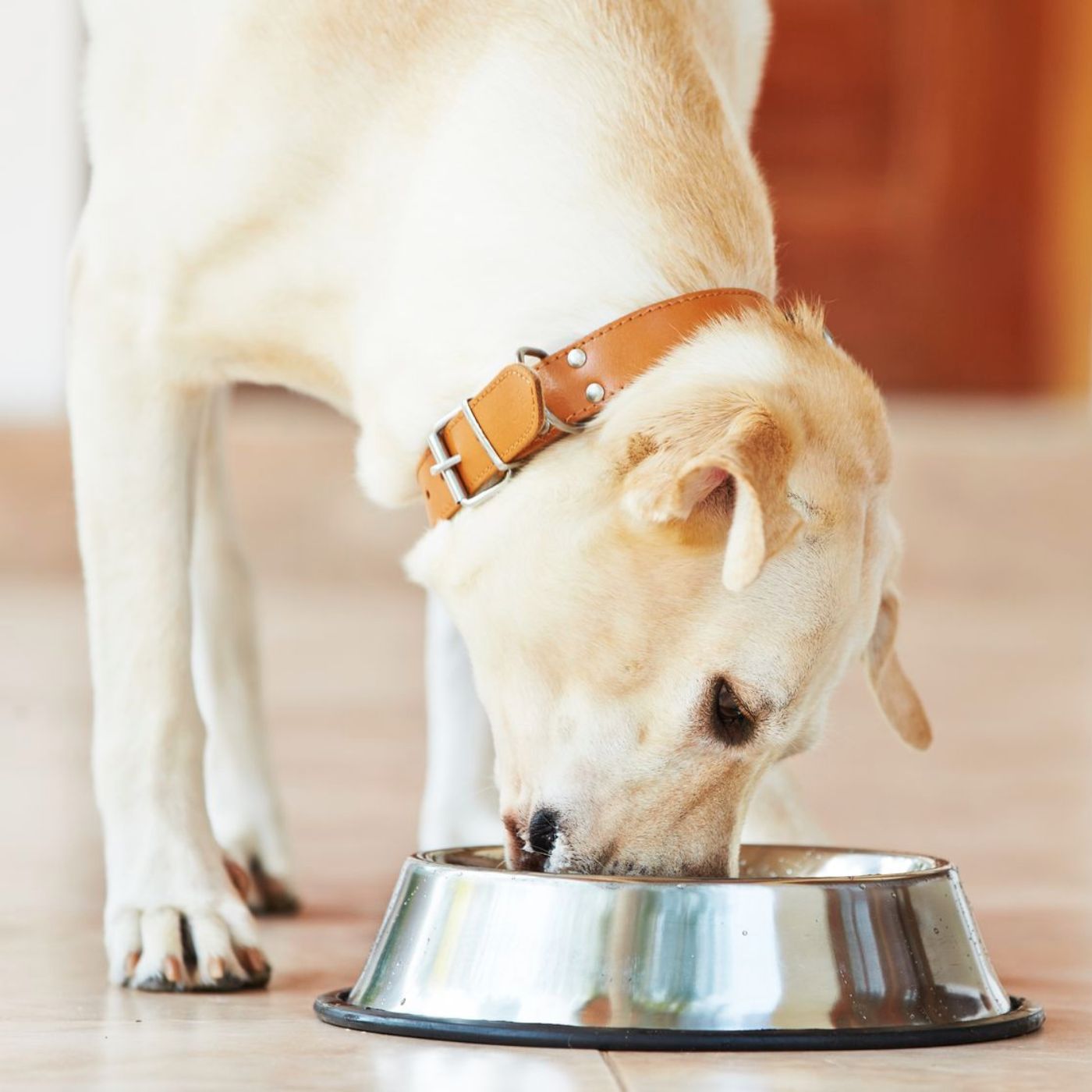 Golden Labrador eating grain free dog food