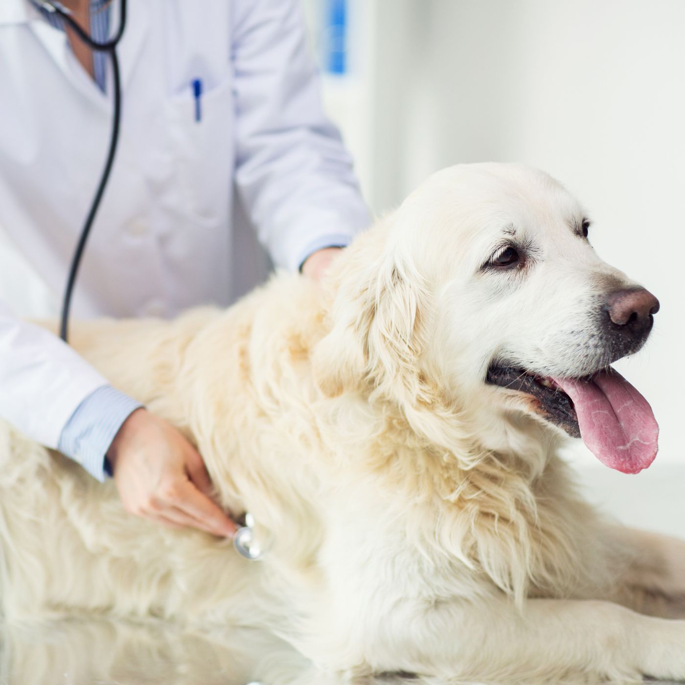 Golden Retriever with heart being checked by veterinarian using a stethoscope