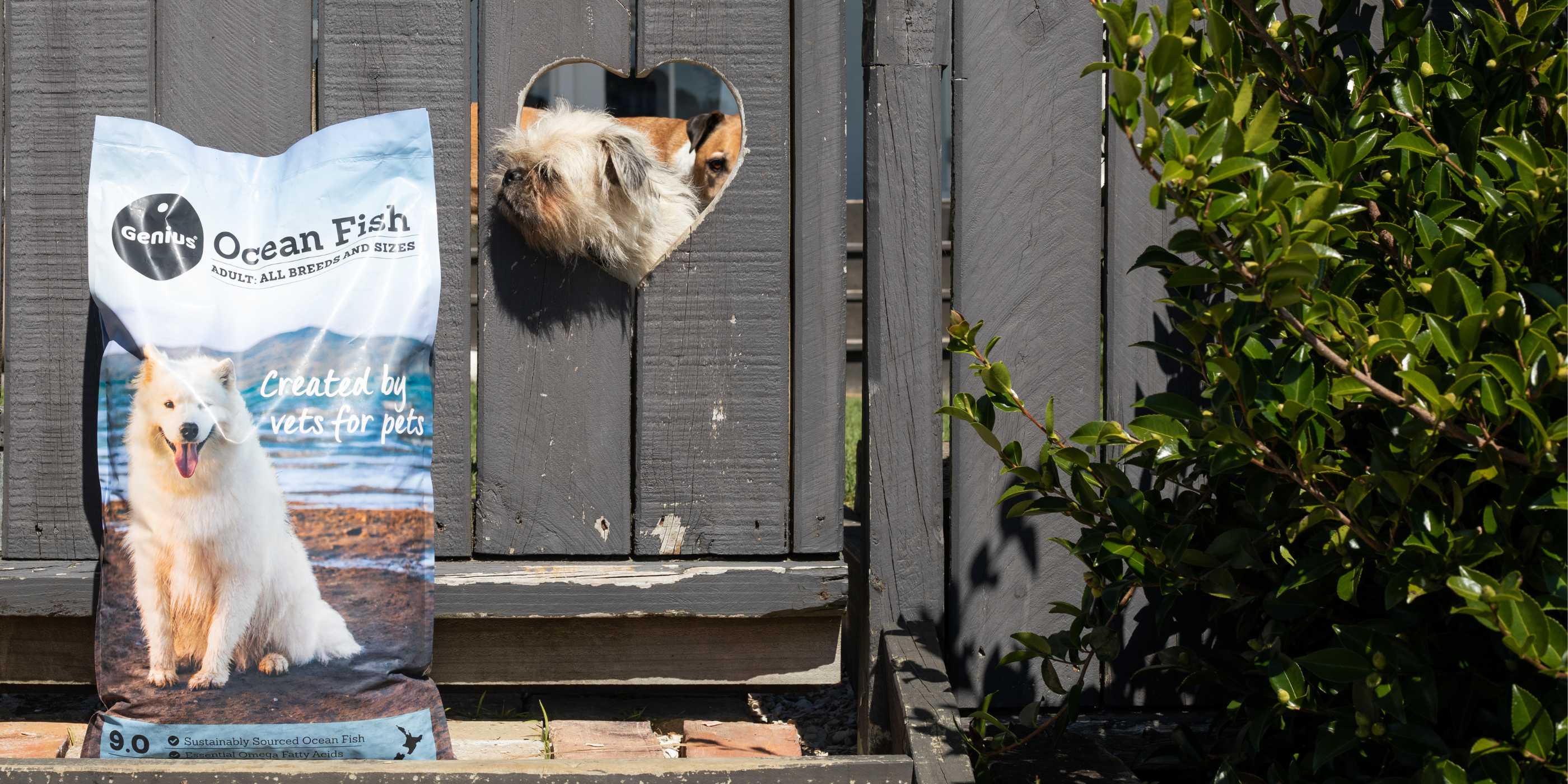 Bag of NZ dog food Genius standing by fence with dog poking his head through
